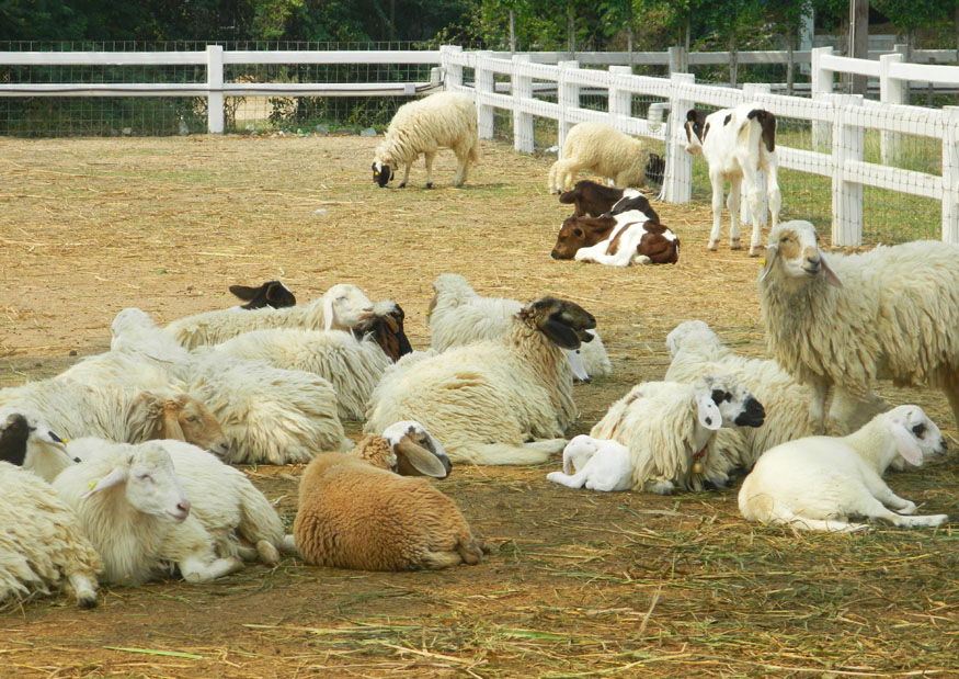 Recent arrivals making themselves at home at Swiss Sheep Farm.