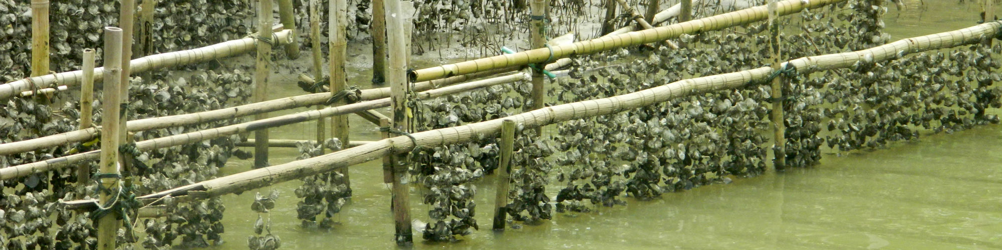 Oyster beds on the Chanthaburi River, Chanthaburi Province