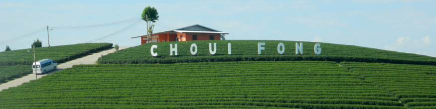 Choui Fong Tea Plantation, Pa Sang, Mae Chan District, Chiang Rai Province