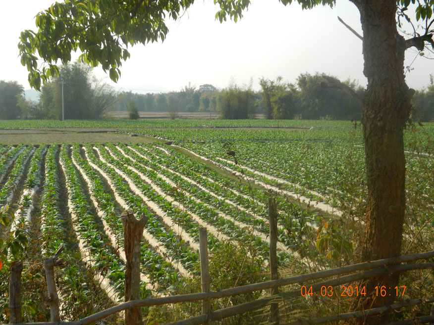 Tobacco Fields, Phonsavan