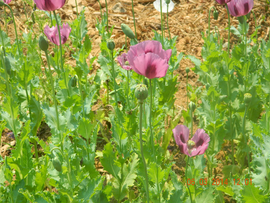 Opium Poppies plot legally grown, Muang Khoun