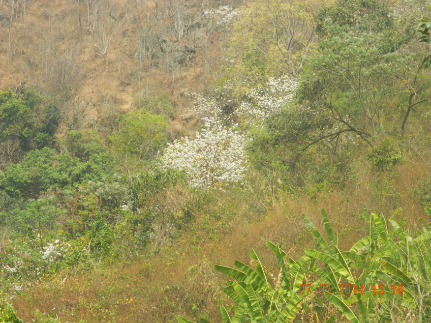 White Plum Blossom, Xieng Khouang Province