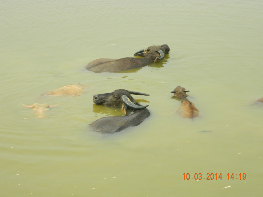 Bath Time, near Kaeng Nyui Vang Vieng