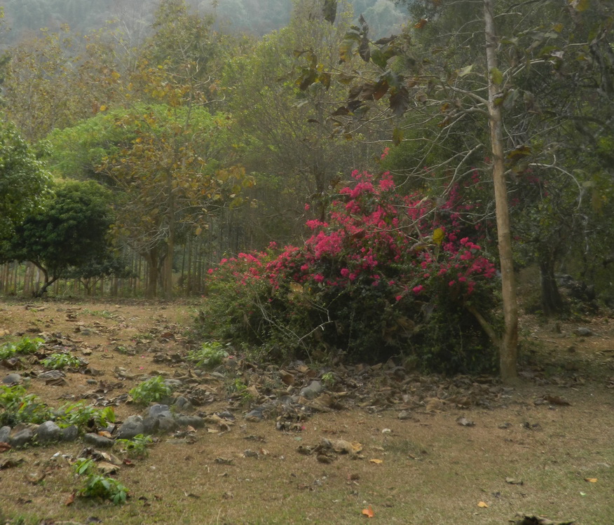 Local Flora near Chang Cave, Vang Vieng