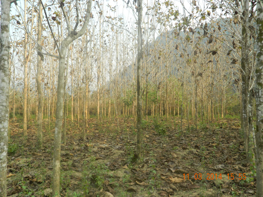 Young teak trees