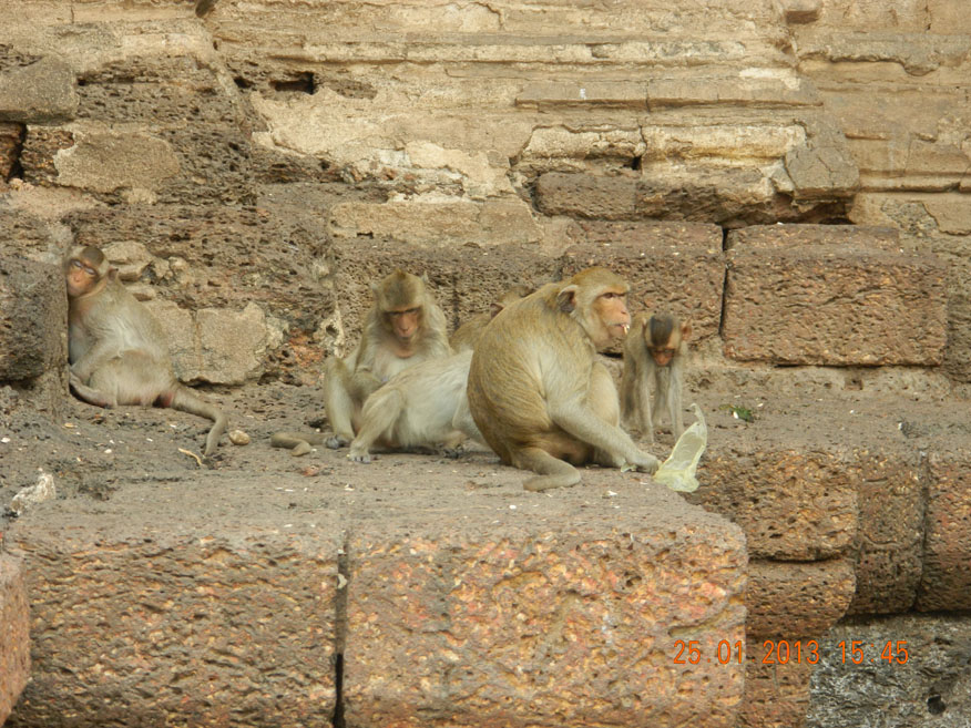 Lopburi monkeys at Phra Prang Sam Yot