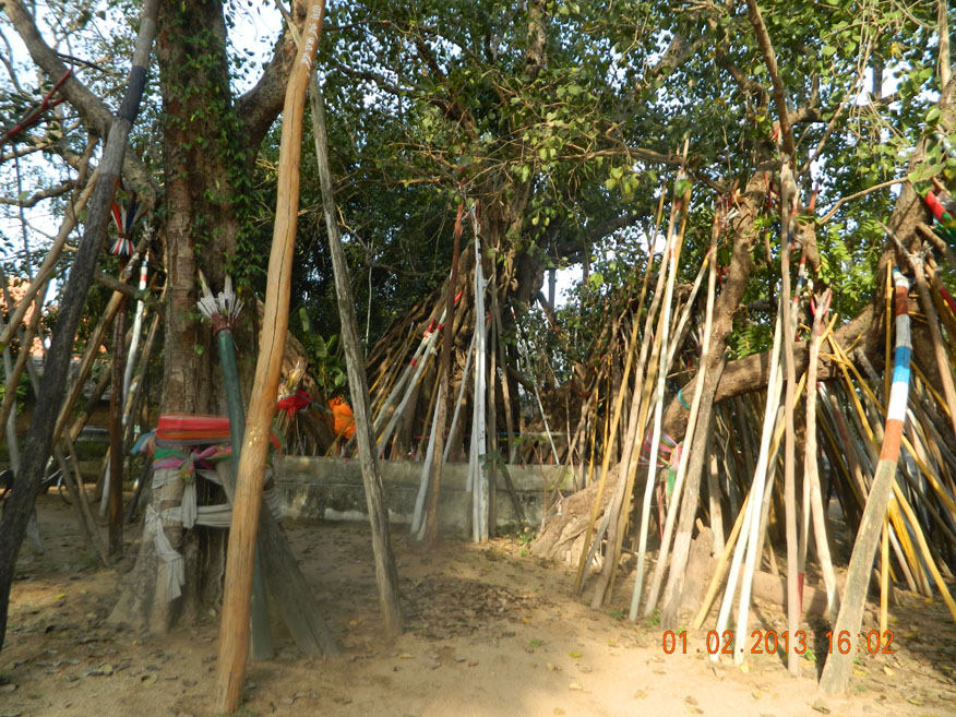 The ancient Bhodi tree