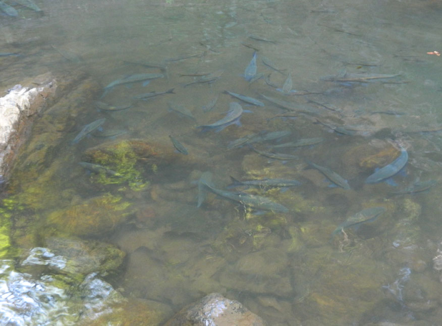 Resident fish at the base of Pa-Sau Waterfall.