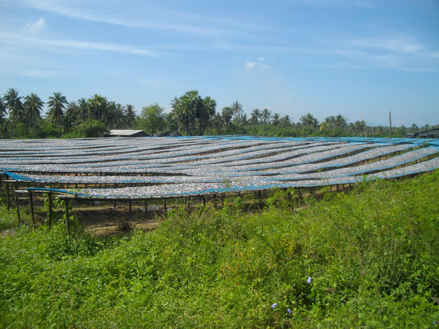 fish drying racks near Ban Bo Thong Lang