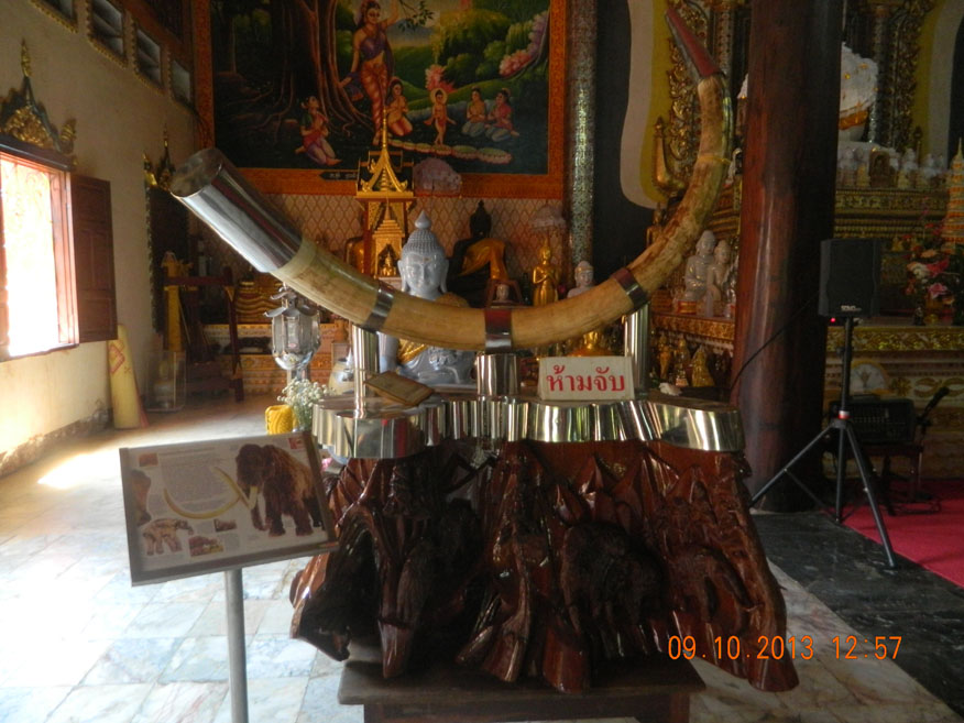 An unusual exhibit; a mammoth tusk at Wat Wang Wiwekaram
